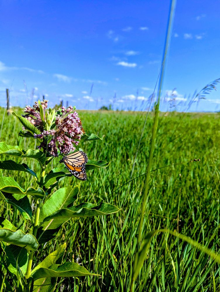 A monarch or viceroy butterfly on a milkweed plant.