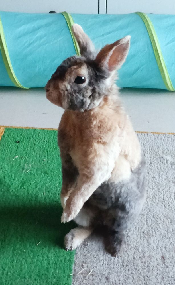 Conejita de pelo corto, de color negro y beige, de pie sobre sus patas traseras 
