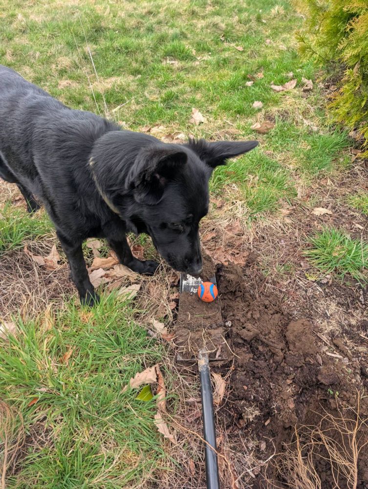 A large black German Shepherd stands over a muddy shovel, staring at the orange ball he has placed on the shovel's head.
