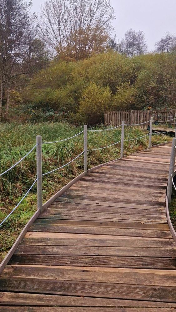 A wooden bridge over a swamp