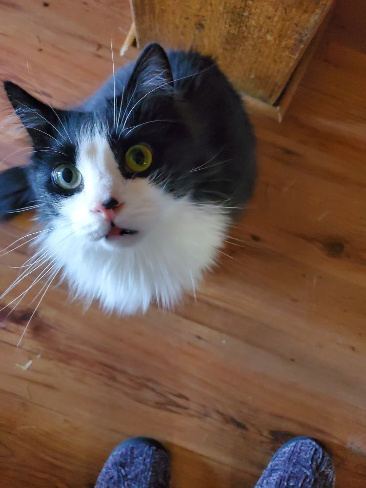 A fluffy black and white tuxedo cat stares up at the camera. His mouth is barely open, and he has large whiskers.