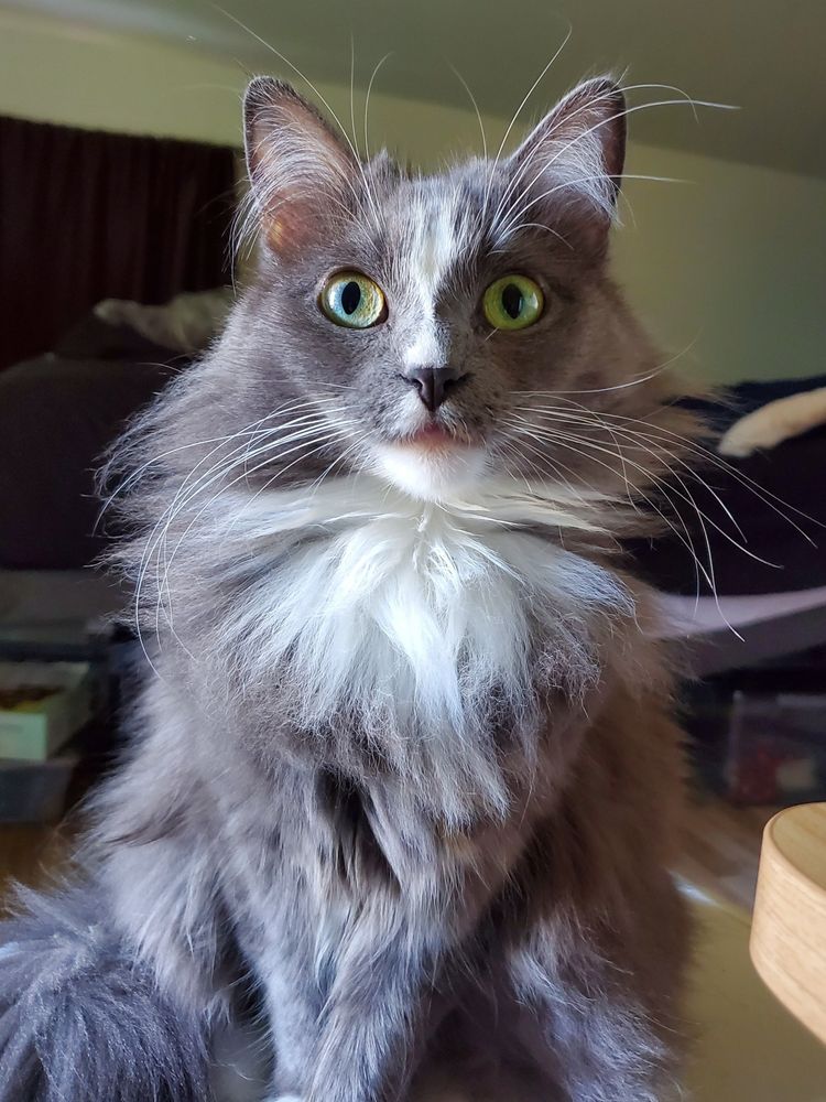 Praline, a grey and white tuxedo cat, is sitting and staring directly forward. Her green/yellow eyes are wide and her long fur is floofed out chaotically. She has long whiskers on her upper lip and above her eyes.

Behind her is a bluffy background of a bed with black sheets. Under the bed is some grey bins and a light blue box. The walls of the room are painted a light off-white color.