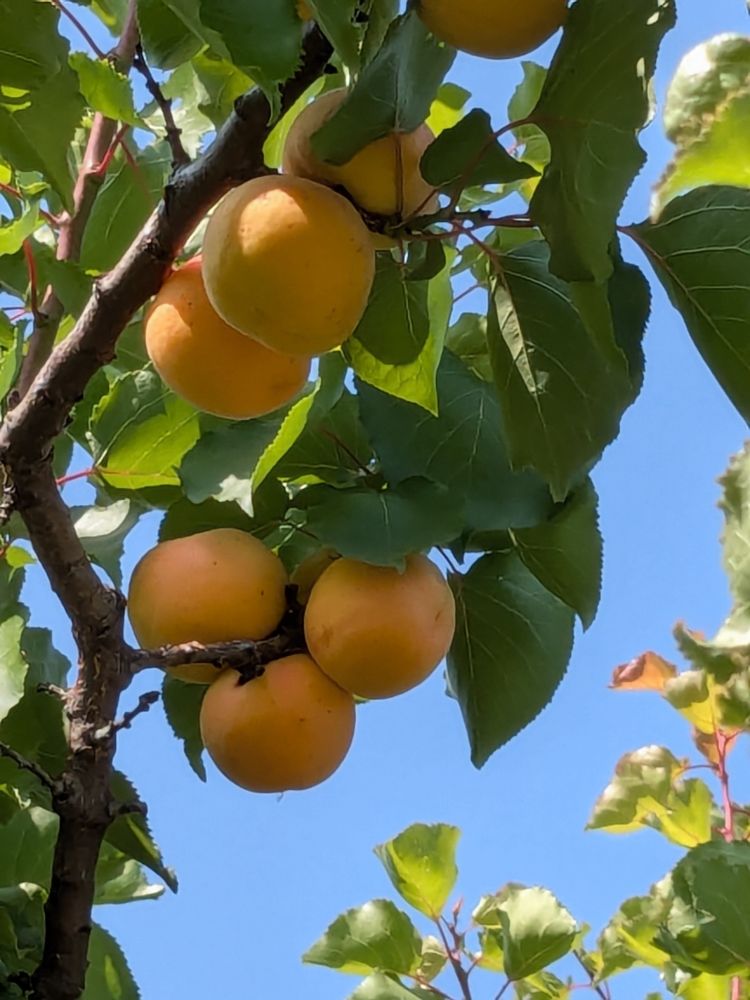 ripe apricots on a branch in the sun