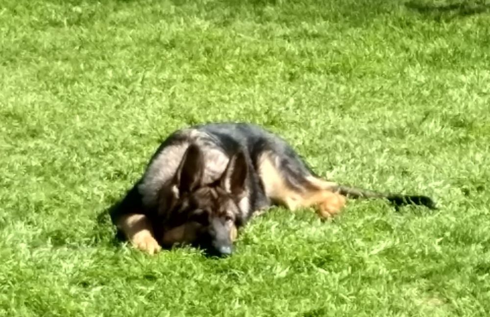 German shepherd lying in the grass