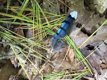 a bluejay feather on the ground among leaves and pine needles