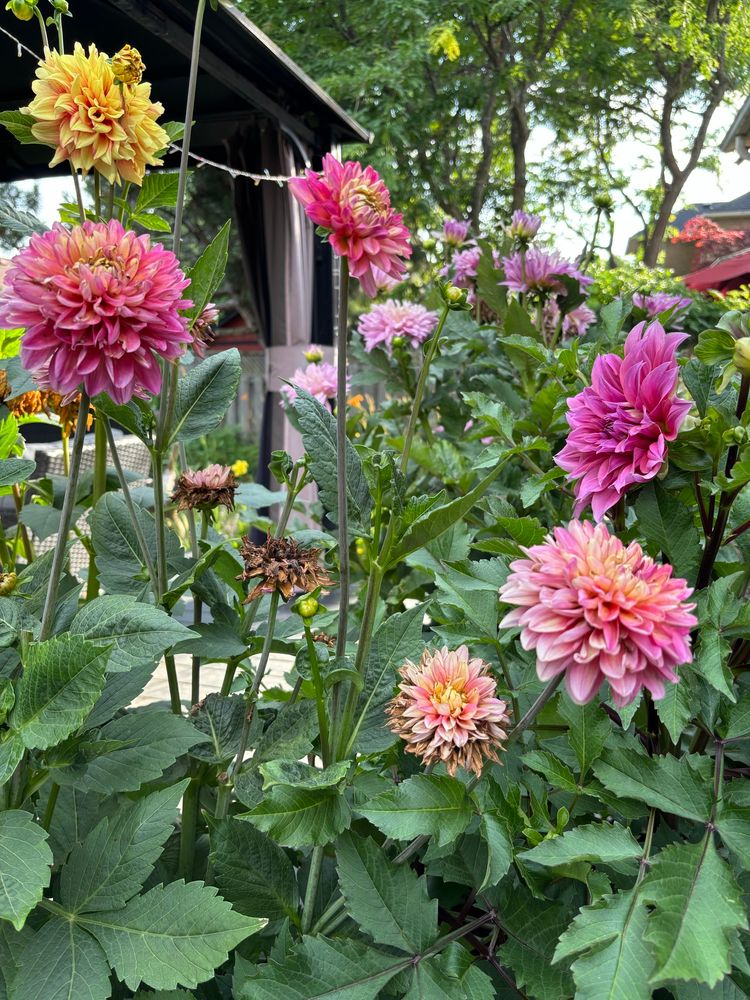 大丽花