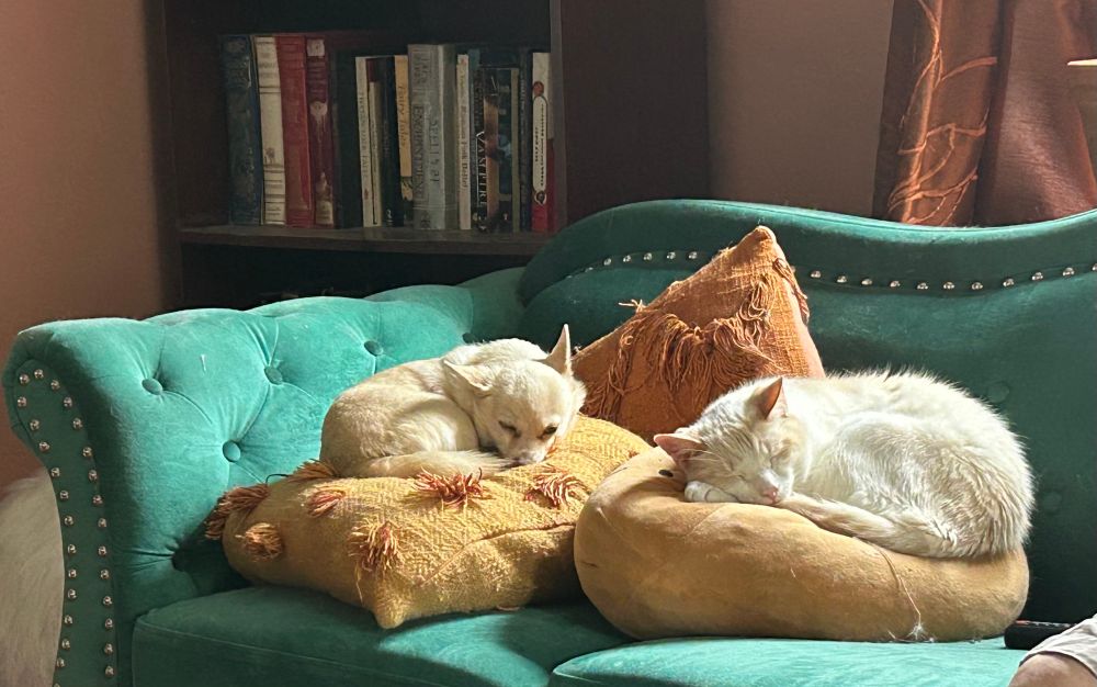 A criminal, perhaps 

A cream-coated Chihuahua (Starla Jean the Pageant Queen) curled up on a tasseled ochre pillow; she is so tiny on it. Beside her, on a much-abused Smoko Mochi Plush Tayto pillow, is Ronathan Taylor Thomas, a flame-point Siamese (white with creamy tan toast points), looking like a dollop of sour cream on the potato pillow. They’re framed by a diagonal rust-colored tasseled pillow, on the backdrop of a green velvet nailhead couch.

That’s the fairy-tale bookshelf in the background. Starla has a book club.