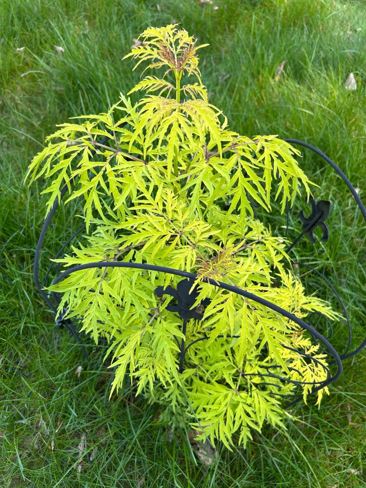 Absolutely neon lemony lace elderberry foliage 