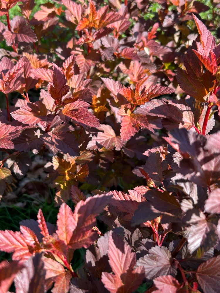 A riot of ninebark leaves, varying from gold to crimson to maroon