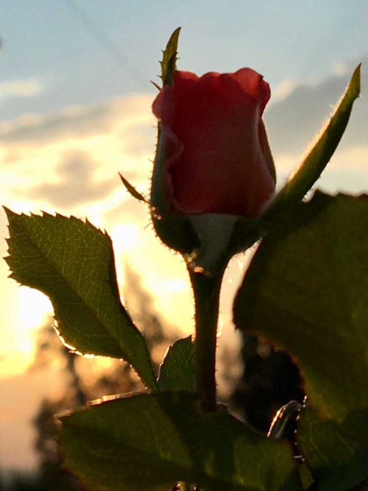 Side view photo of the same rose during a partly cloudy golden sunset.