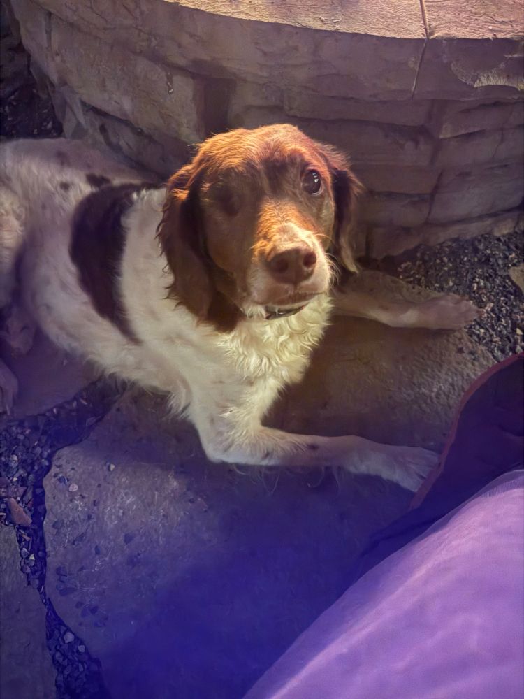 a brittany dog sitting on the ground looking up at the camera. she is liver and white and missing her right eye