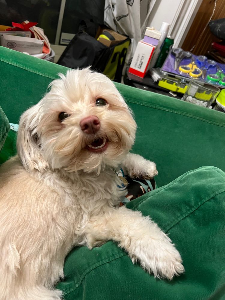 Small white fluffy dog smiling, showing adorable tiny teeth