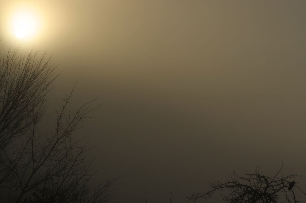 In der Mittel dichter Nebel. Nichts. Links oben als diffuser heller Lichtpunkt die Sonne. Links unter der Sonne kahles Geäst. Rechts unten die Spitze eines alten Apfelbaums. Dort sitzt im diagonalen Kontrast zur Sonne silhouettenartig eine Rabenkrähe. Klein, gerade noch zu sehen.