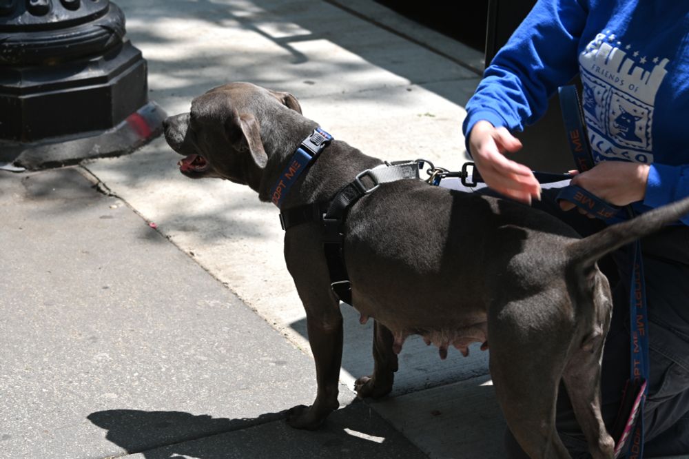 A very good pibble mama who is up for adoption.