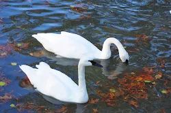 A pair of white swans in a dark pond