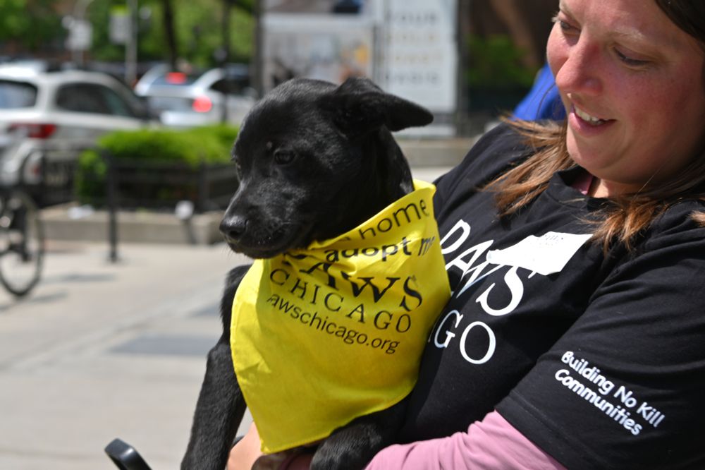 A very good pup, a probably part-lab black pupper, being held by a PAWS volunteer.