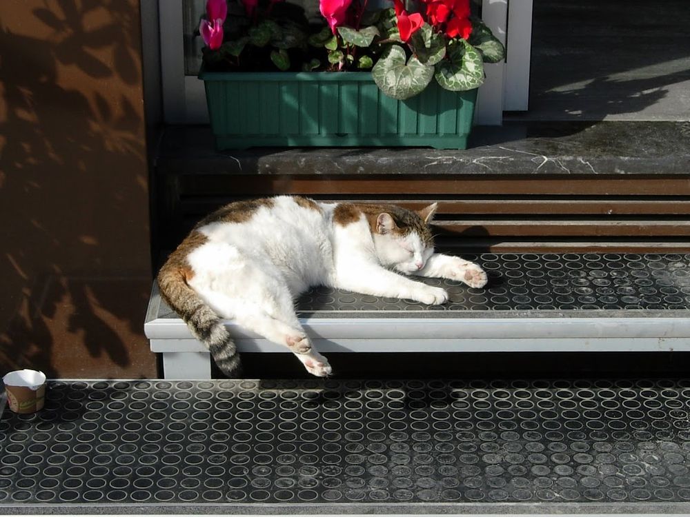 A white and orange cat sprawled in a spot of sun, sleeping.