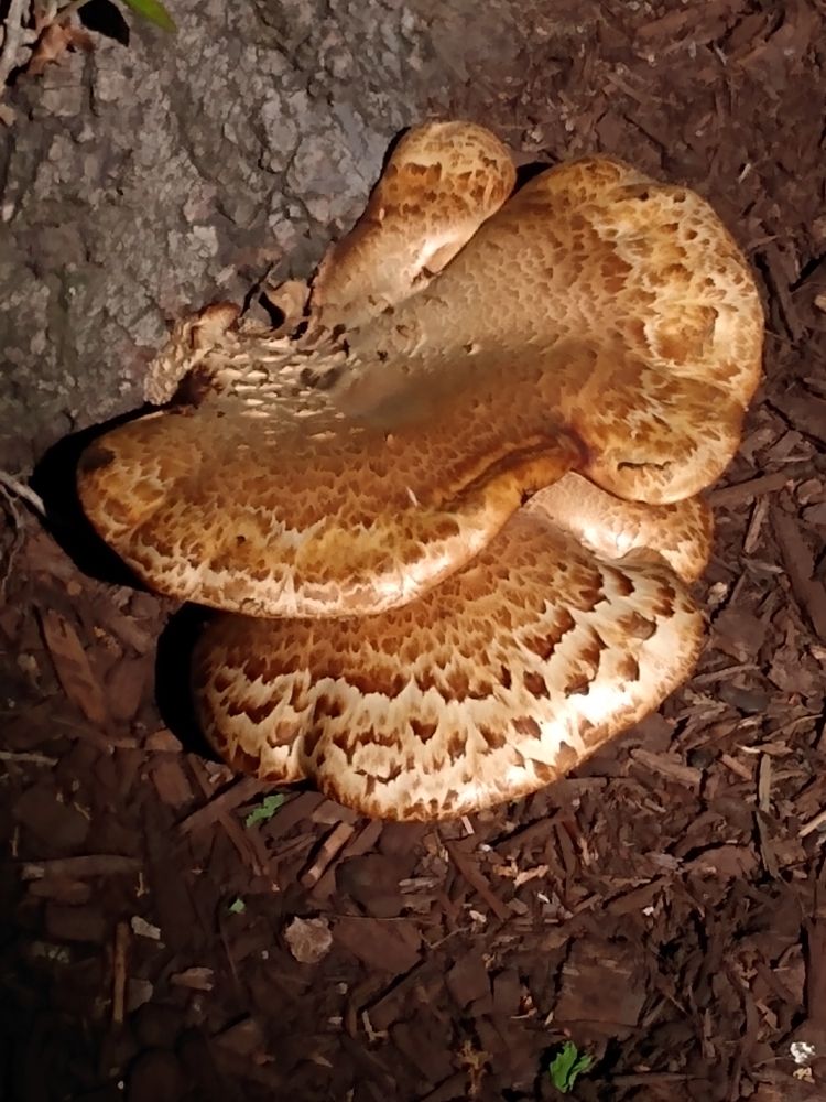 Two fungi sticking out of a tree trunk. Both are multiple shades of brown and beige, but the bottom one has patterns that look like a butterfly wing or bird feathers. 