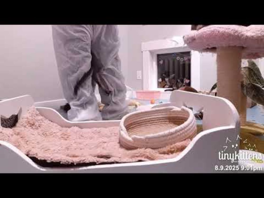 YouTube video by TinyKittens HQ