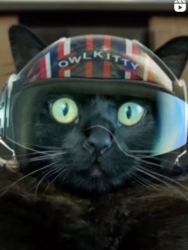 Owlkitty, a black cat who is featured in several parody films.
