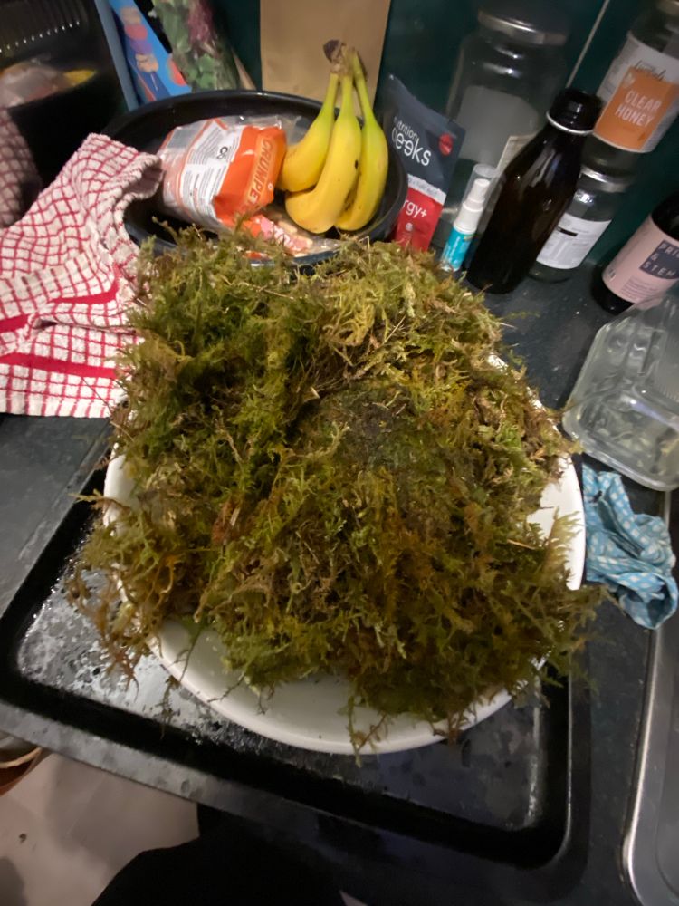 A big bowl of lovely moss in a bowl in a kitchen.