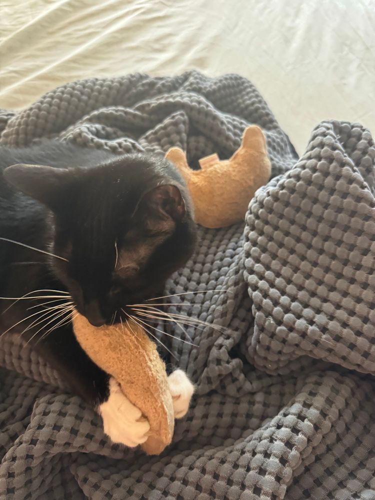 Janine is a black and white tuxedo cat in a pile of blanket playing with 2 stuffed croissant toys. She is deliriously happy