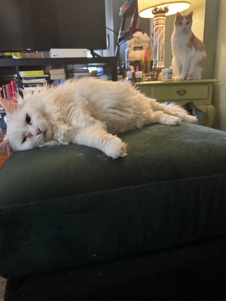 foreground : Talia is a large white fluffy cat blissed out laying down on her ottoman. In the background, flint is a large orange and white cat sitting on an end table looking FOCUSED