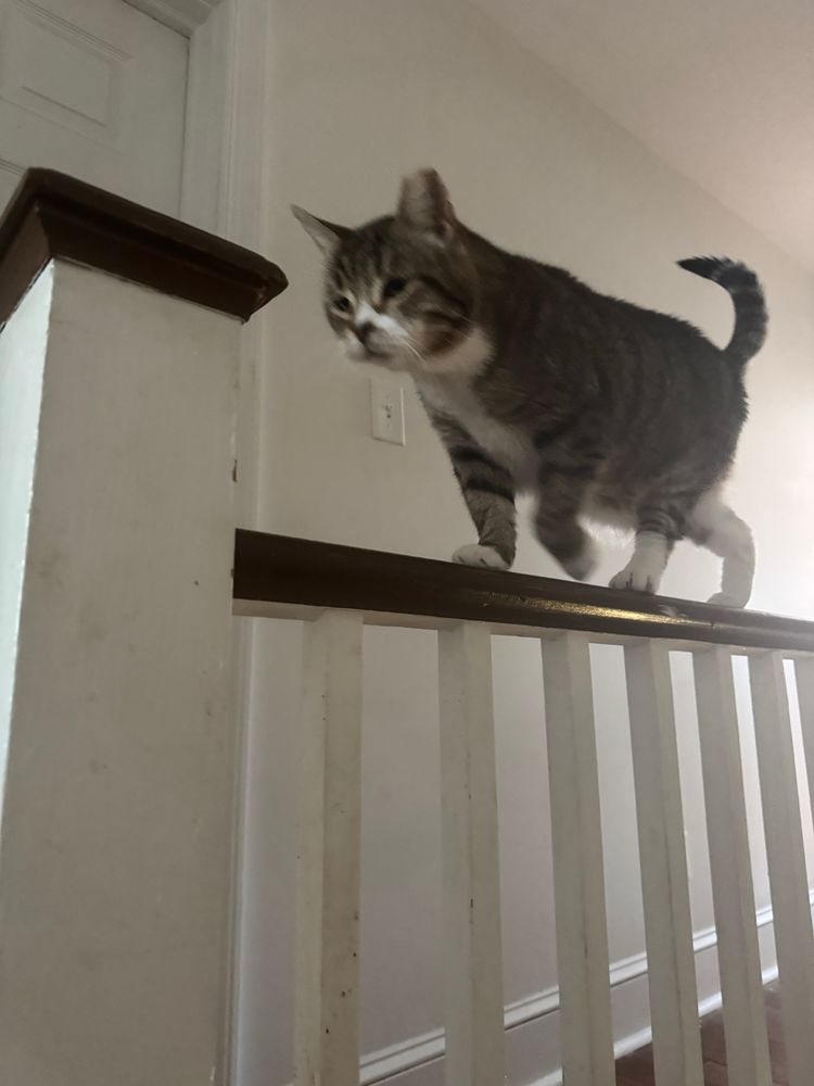 Pop pop is a large tabby cat with white paws walking on a railing 