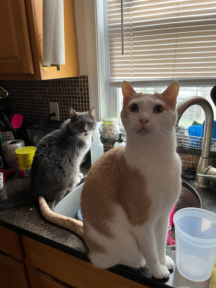 lilith is a gray and white tuxedo cat sitting on a kitchen counter, in the foreground, flint is an orange and white cat sitting in front of the kitchen sink. both are in front of a window. lilith looks at the camera ambivalently. flint is looking at the camera with INTRIGUE and CONCERN