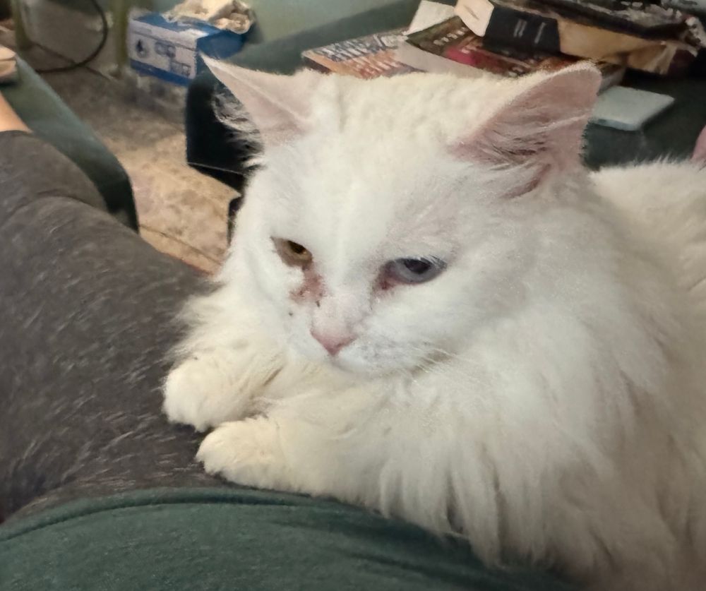 Talia is a large white fluffy cat who has gently arranged part of her body onto a human lap (mine) I cropped out my feet because we don't post feet for free in this economy 