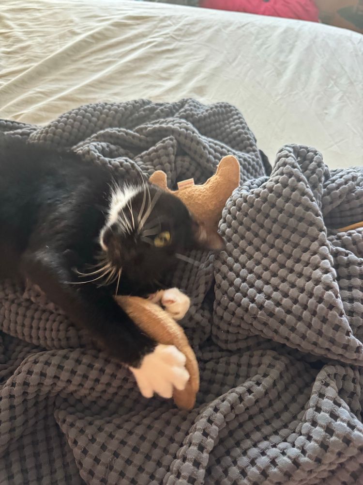 Janine is a black and white tuxedo cat in a pile of blanket playing with 2 stuffed croissant toys. She is deliriously happy