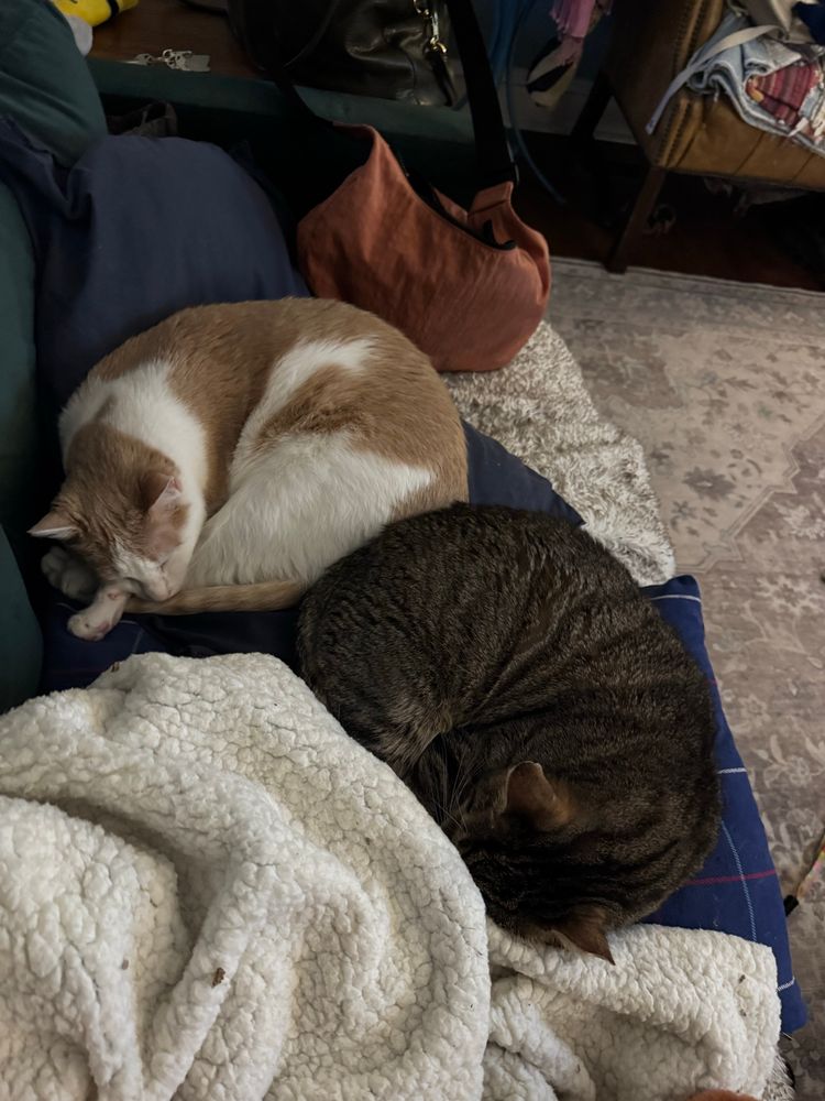 Flint and pop pop napping on the couch 
