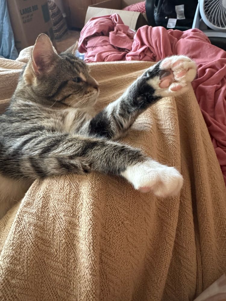 Pop pop lounging on a blanket with his feets at a jaunty angle. Pop pop is a large brown tabby cat with white paws 
