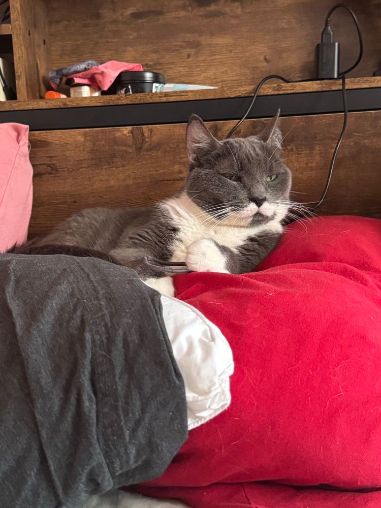 Lilith is a gray tuxedo cat with a white mustache looking EXTREMELY imperious while curled onto a pillow. I don't know how to explain this other than to say that she looks like a general in a once-proud empire whose role has become ceremonial but who is ready to resume her post for the military coup 