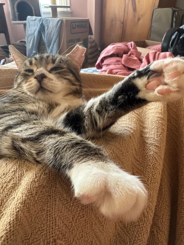 Pop pop is now lounging even more intensely with his big paws in the foreground 
