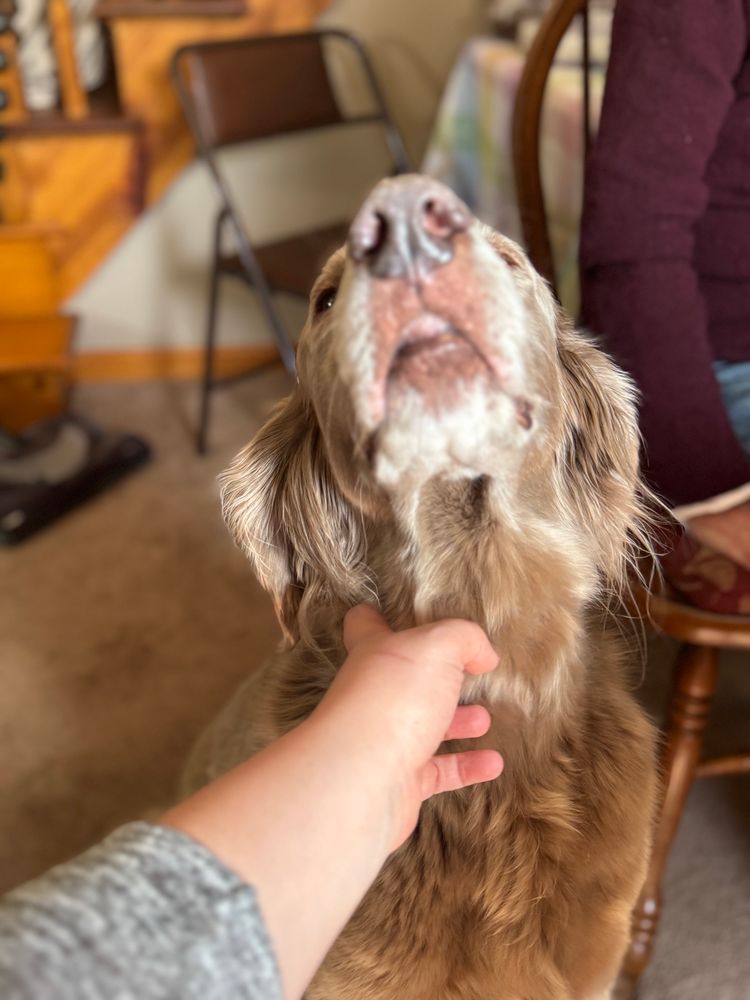 Reaching out to pet a medium sized dog with tan brown fur who is nose up at the camera 
