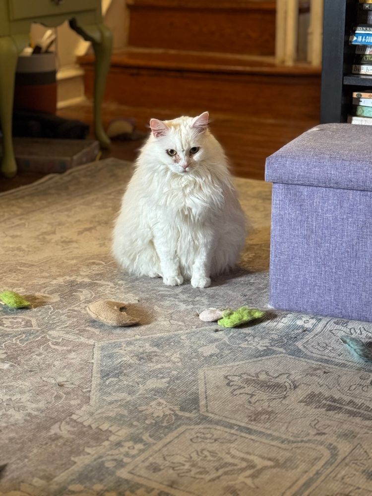 Talia is a large white fluffy cat sitting on a rug surrounded by cat toys. She is looking at absolutely nothing in particular. She looks like the inside of her head is purely circus music 