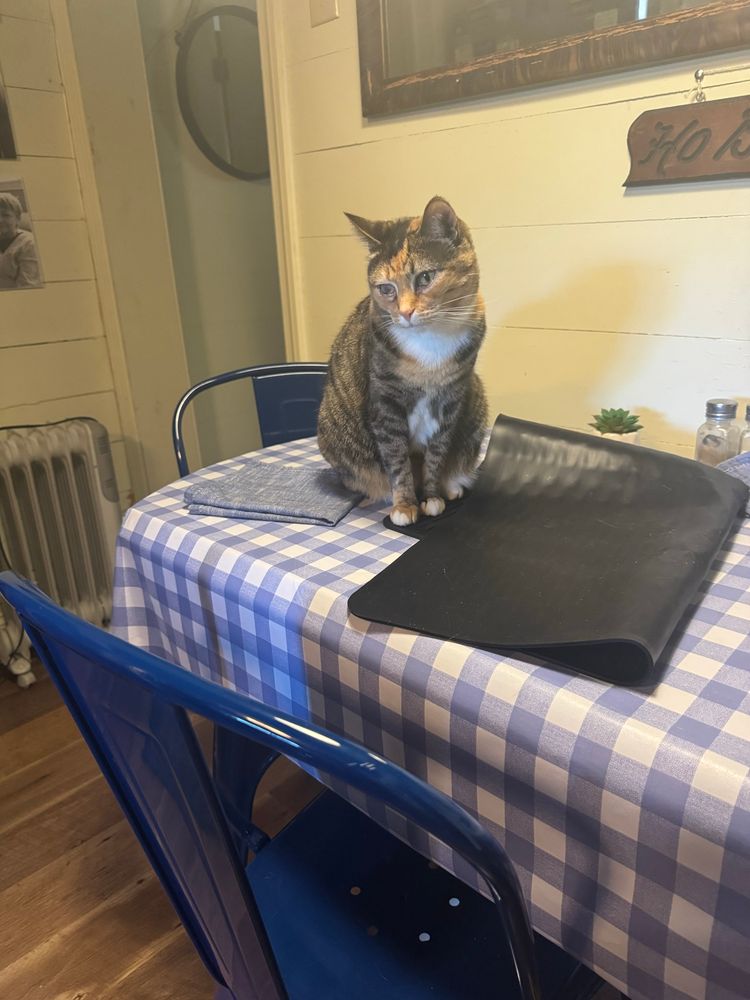 Uma is a calico/torbie cat with white chest and little paws sitting on a kitchen table looking inscrutable 