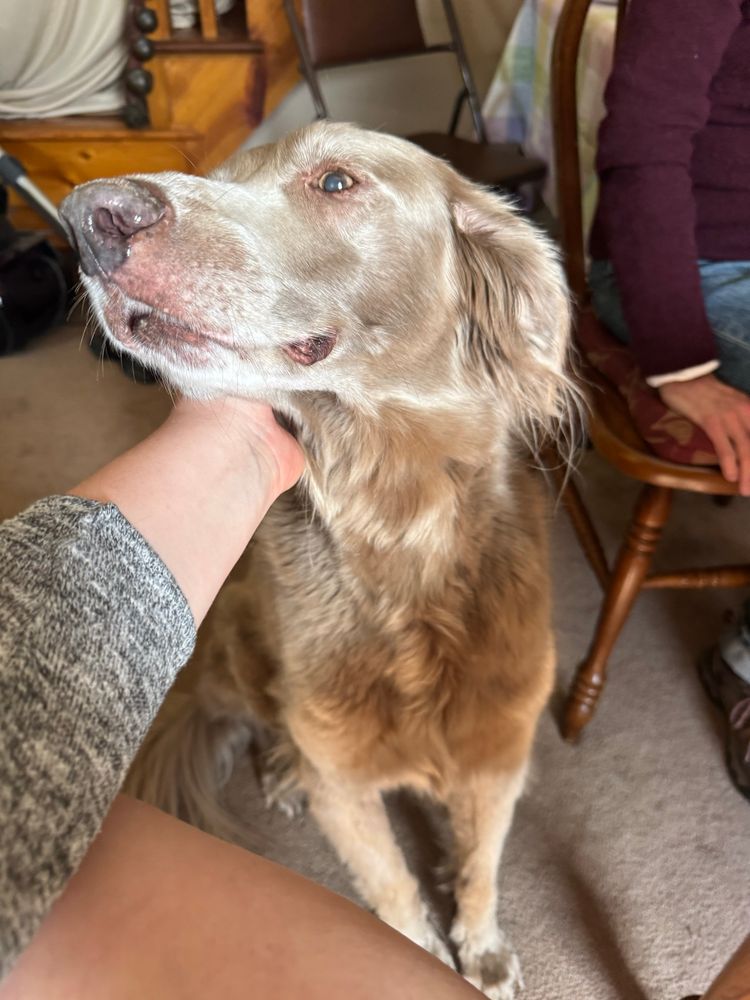 Profile of the tan brown dog leaning into my touch 
