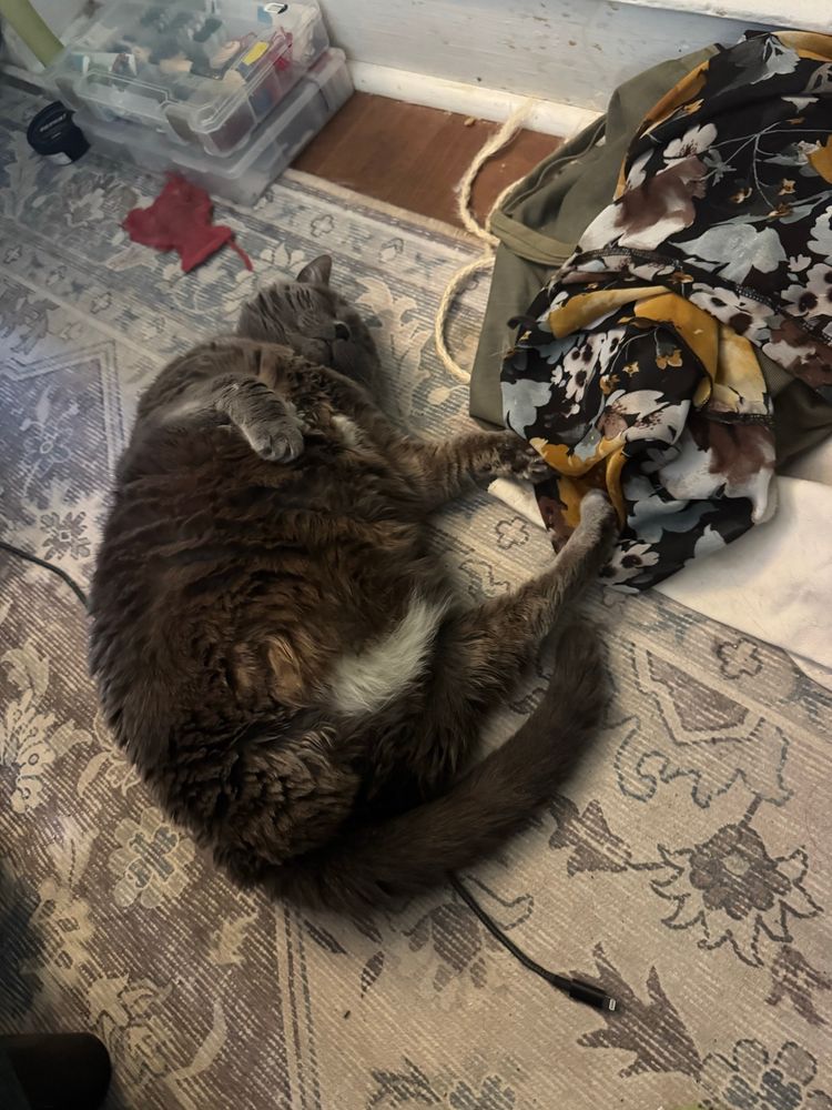 Puff is a round little cat with three legs sleeping sort of on her back on the floor next to a floral garment piled on the floor 