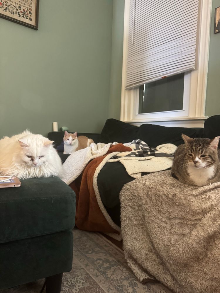 Talia (large white fluffy cat) watching me from the ottoman. Flint (large orange and white cat) watching me from the couch. Pop pop (large brown tabby cat with white chest) watching me from the couch a couple cushions down 
