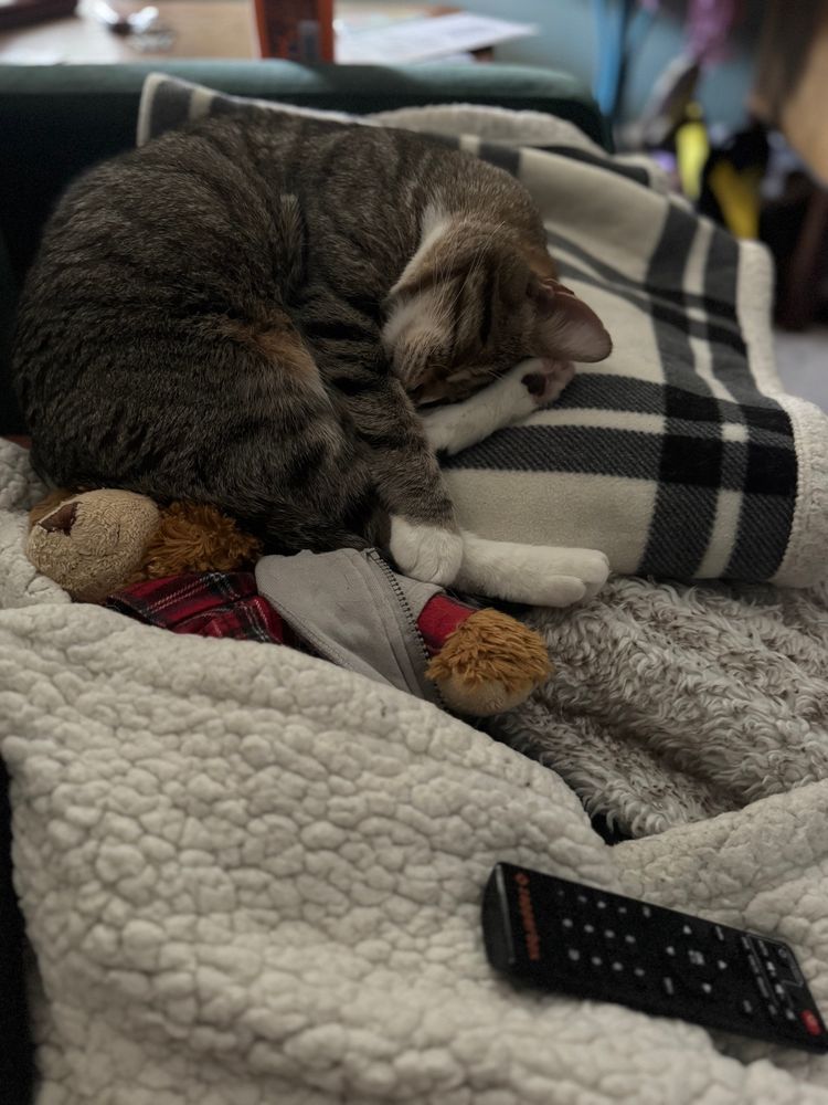 Pop pop is a large brown tabby cat with white paws sleeping on some blankets curled in a shrimp shape 