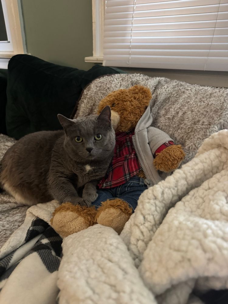 Puff is a small gray cat cuddled up to a teddy bear and some blankets making searing eye contact with the camera 