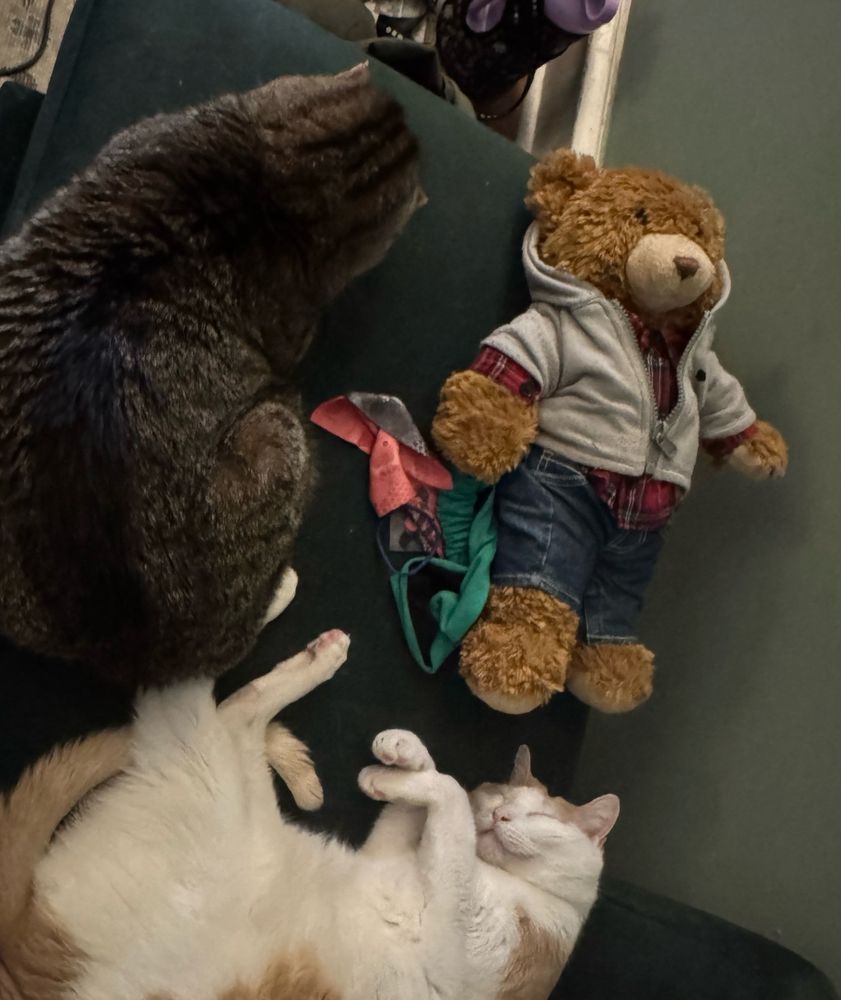 Pop pop and flint are two cats napping on a chaise couch thing with a teddie bear 