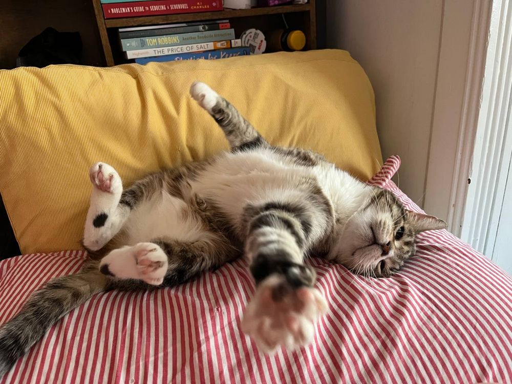 pop pop is a brown tabby cat with white paws and chest and tummy, on his back on a pillow with his absurd little feet in the air, reaching towards the camera, with an expression that says LOVE ME