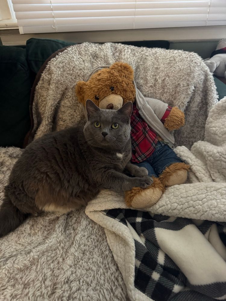 Puff is a small gray cat cuddled up to a teddy bear and some blankets now looking up inquisitively. You can see that she is missing her right rear leg but she is okay 