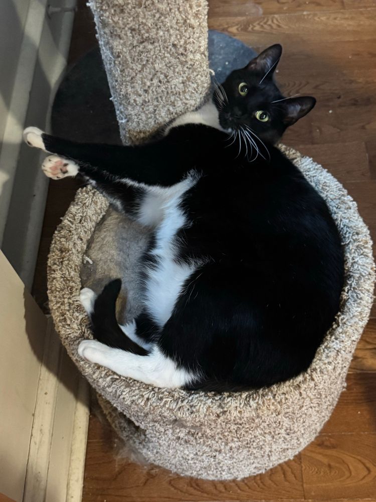 Janine is a black and white tuxedo cat laying on a busted ass cat tree with her little paws extended. Her expression says to the camera and photographer : who am I if not the baby ? The baby among us ? The baby of all time ?