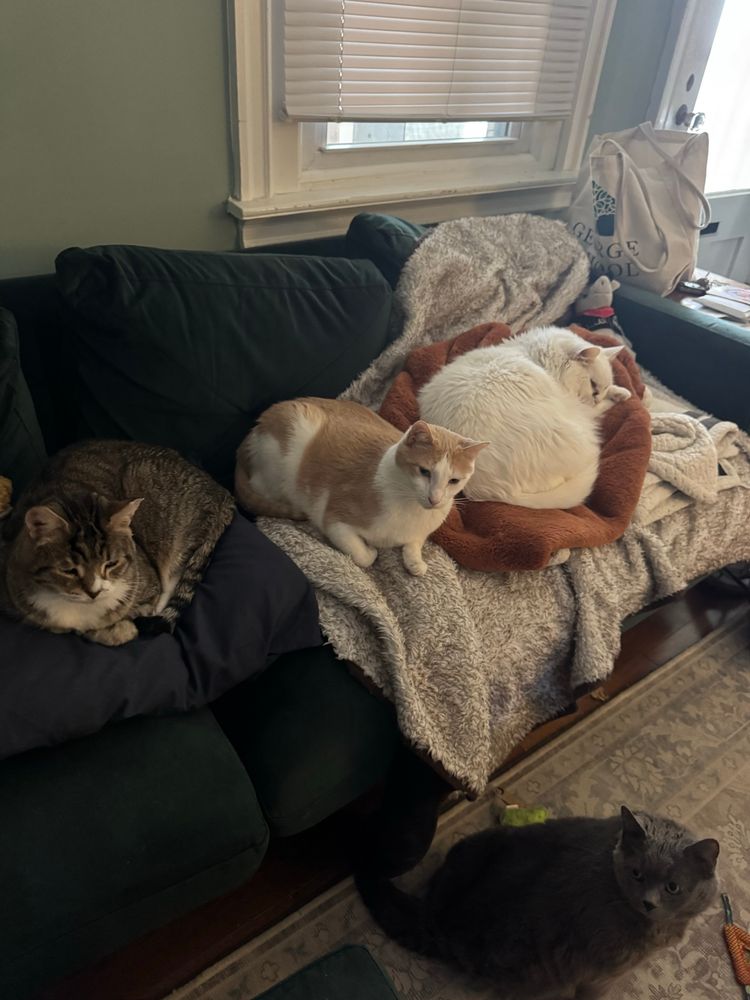 Pop pop is a large brown tabby cat with white chest on a pillow on a couch, next to flint a large orange and white cat, and Talia, a large white fluffy cat. Puff is a small gray cat on the floor next to the couch. They are all in harmony 