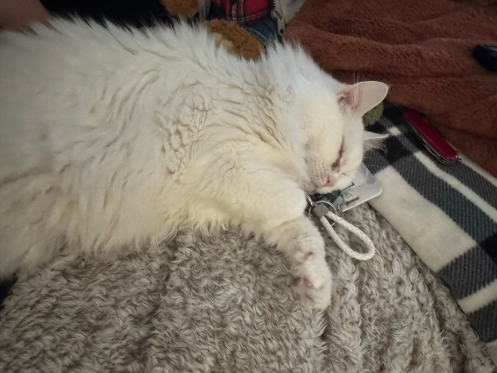 Talia is a large white fluffy cat asleep on top of a lanyard ID badge holder 