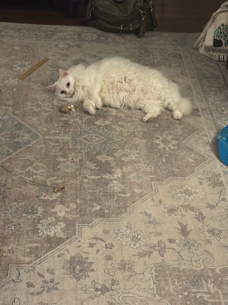 Talia is a large white fluffy cat laying on the rug next to a mouse toy looking completely vacant 